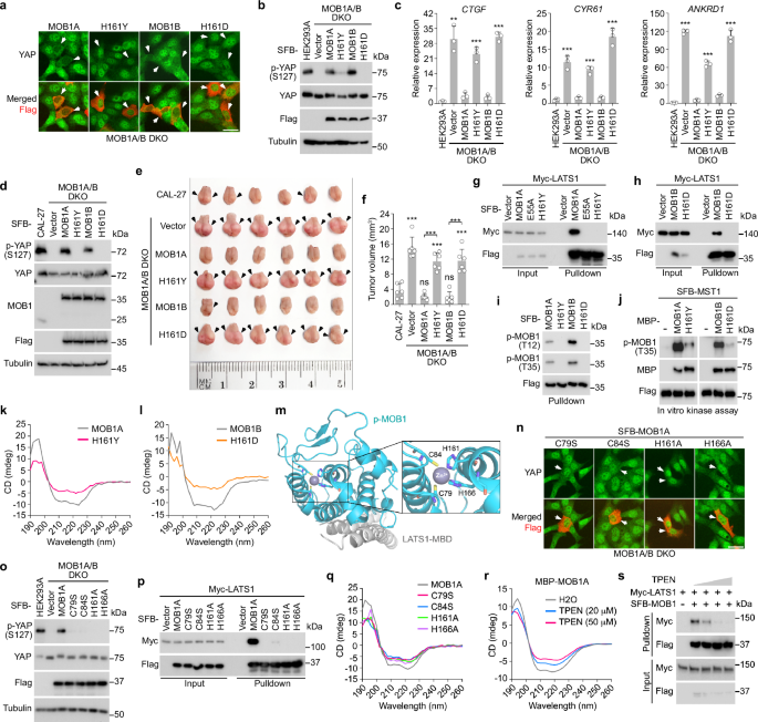Fig. 6: Characterization of MOB1A/B LOF mutations reveals an essential role of the zinc finger (ZNF) domain for MOB1 function.