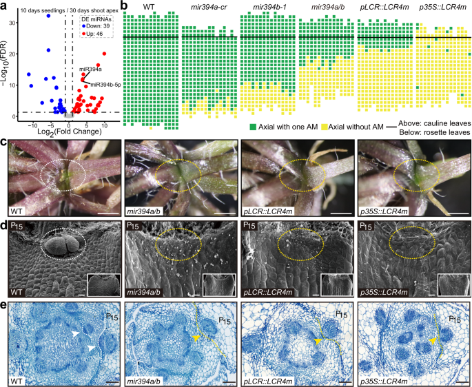 Fig. 1: miR394 controls axillary bud formation.