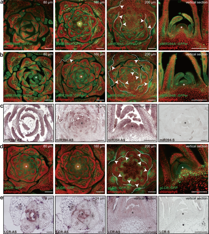 Fig. 2: miR394 and LCR are expressed on the adaxial side of leaves and AMs.