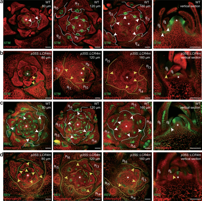 Fig. 3: REV and STM expression patterns in LCR4m transgenic lines.
