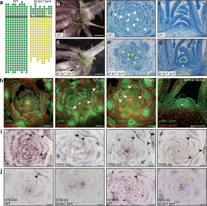 Fig. 5: TPL is expressed in leaf axils and promotes AM initiation.