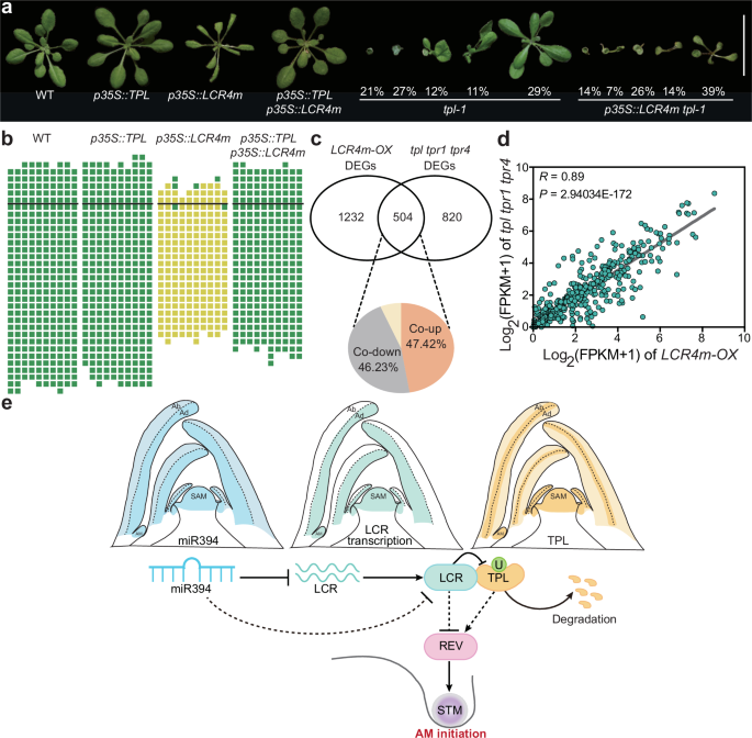 Fig. 6: TPL and LCR genetic interactions and a working model for the role of the miR394-LCR-TPL module in regulating AM initiation in Arabidopsis.