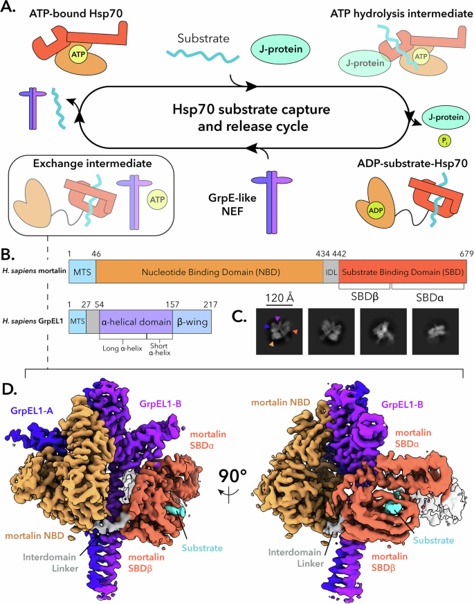 Fig. 1: Structural determination of the HsmortalinR126W-GrpEL1 complex.