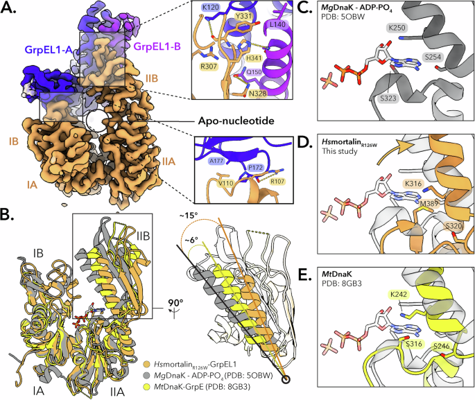 Fig. 2: The HsmortalinR126W NBD is fully expanded upon interaction with GrpEL1.