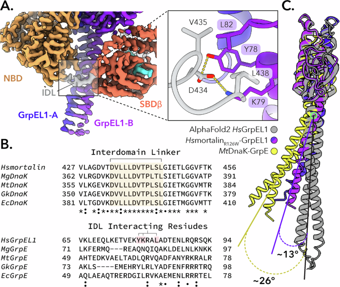 Fig. 3: The mortalin interdomain linker is stabilized by interaction with the GrpEL1 long α-helix.