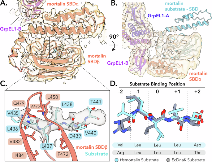 Fig. 4: HsmortalinR126W in complex with GrpEL1 is substrate-bound to a mortalin truncation product.
