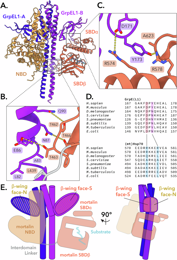 Fig. 5: GrpEL1 forms unique interactions with the HsmortalinR126W NBD and SBD.