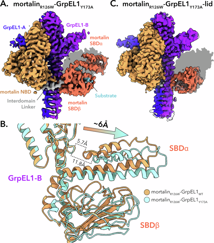 Fig. 6: Mutation of Y173A in GrpEL1 results in a shift of the Hsmortalin SBD.