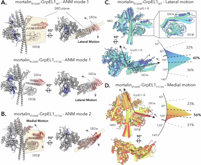 Fig. 7: Flexibility analysis of mortalinR126W-GrpEL1WT and mortalinR126W-GrpEL1Y173A.