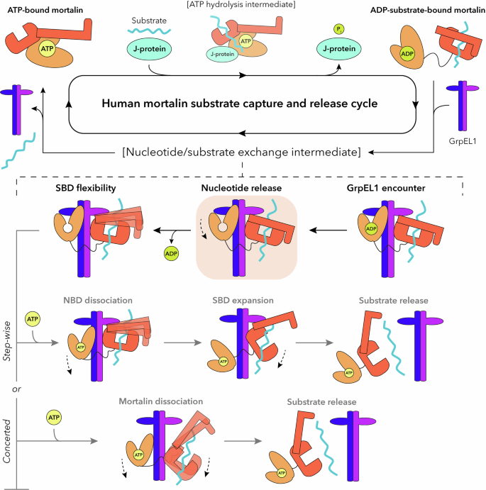 Fig. 8: GrpEL1-mediated nucleotide and substrate release mechanism of human mortalin.