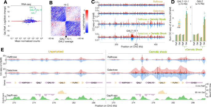 Osmotic disruption of chromatin induces Topoisomerase 2 activity 