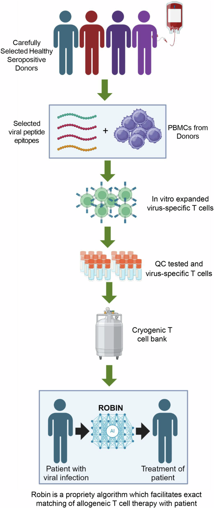 Fig. 4: Schematic of the process used for the manufacture and administration of T cell therapy.