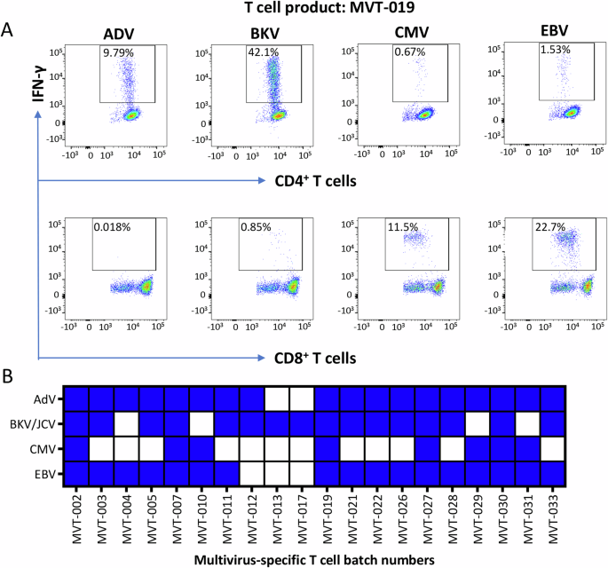 Fig. 5: Multi-virus-specific T cell immunotherapy.