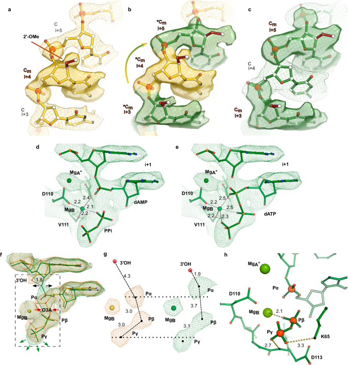 Fig. 5: Cryo-EM structure of product states of the RT-T/P-dATP complex.
