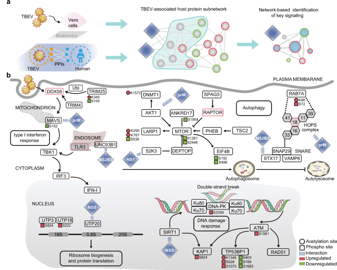 Fig. 2: Multi-omics analysis reveals molecular pathways perturbed by TBEV infection.