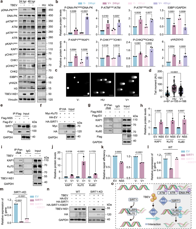 Fig. 3: NS5 interferes with host DDR through interacting with SIRT1.