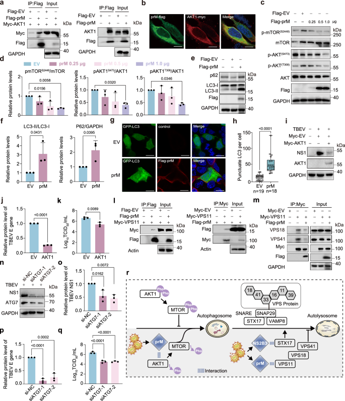 Fig. 4: PrM induces autophagy but inhibits the formation of autolysosome.