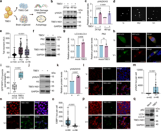 Fig. 5: TBEV infection regulates the DNA damage response and autophagy in neuronal cells and brain organoids.