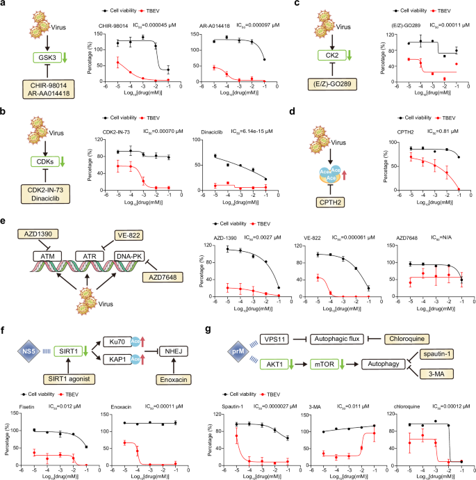 Fig. 6: Pharmacological modulation of host factors reduces TBEV replication.