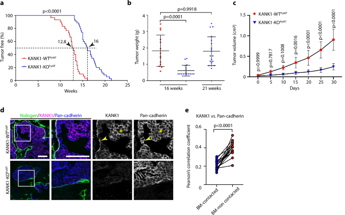 Fig. 2: KANK1 promotes mammary gland tumor development.