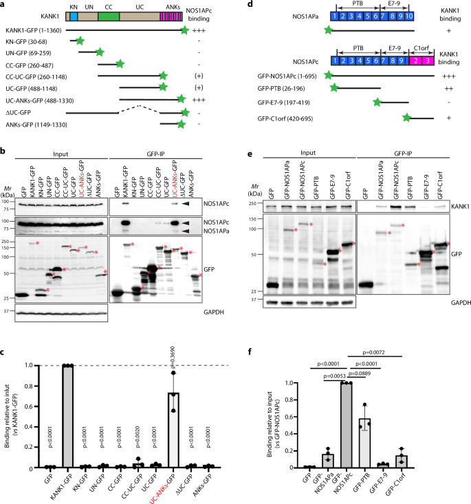 Fig. 5: NOS1APc binds to KANK1 c-terminal UC-ANKs region.