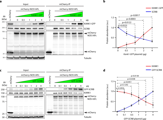 Fig. 7: KANK1 competes with SCRIB for NOS1APc binding.