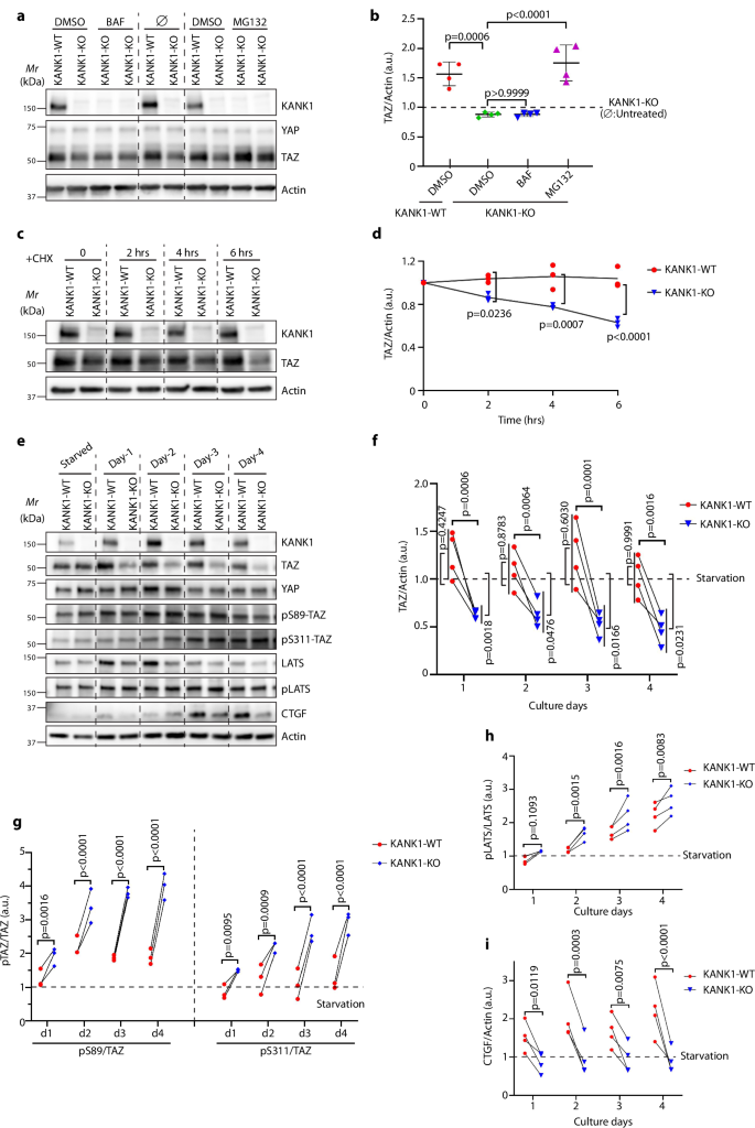 Fig. 8: KANK1 stabilizes the TAZ protein by preventing proteasomal degradation.