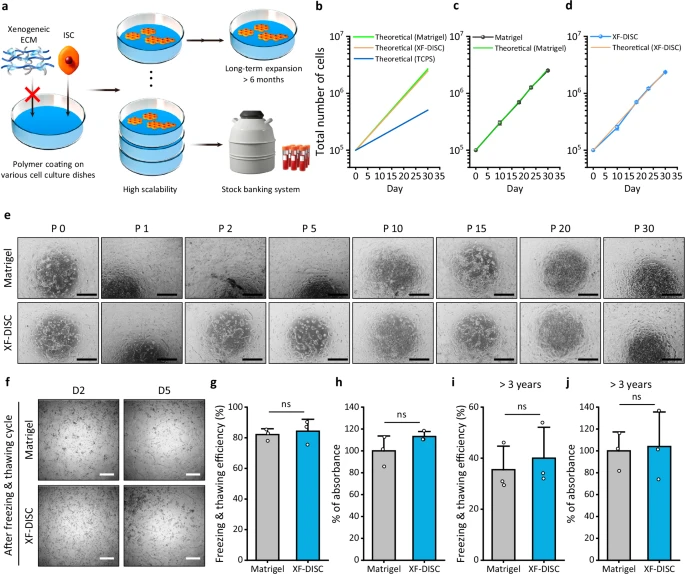 Xenogeneic-free culture of human intestinal stem cells for scalable, clinical-grade stem cell therapy