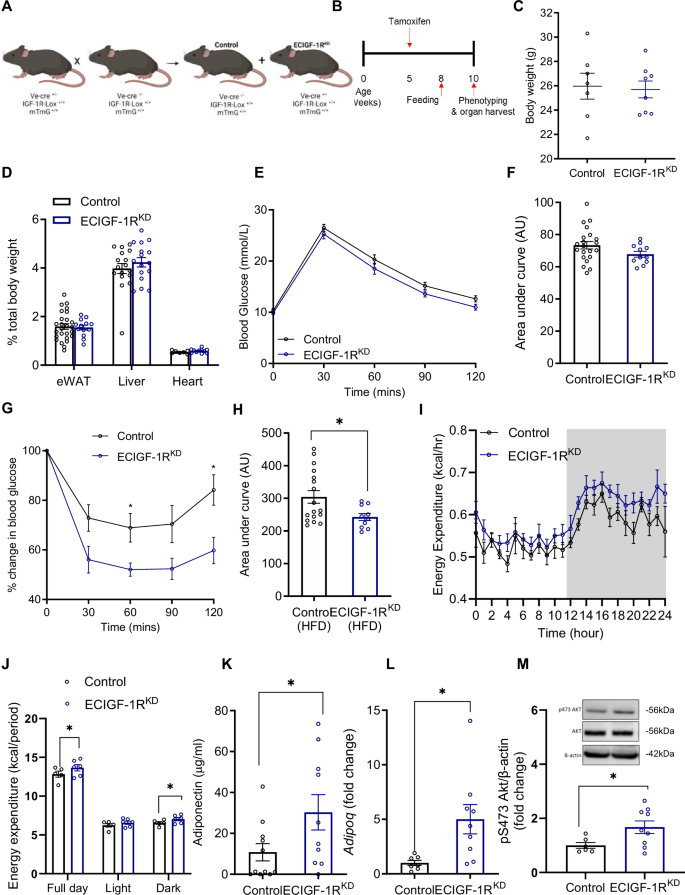 Fig. 1: Reduction in murine endothelial IGF-1R expression improves whole body insulin sensitivity and energy expenditure in the setting of high fat feeding.