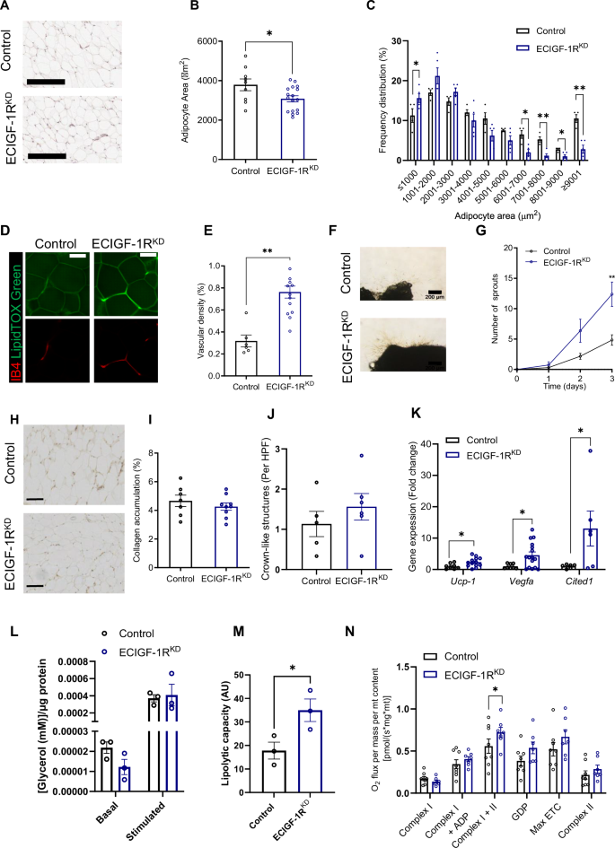 Fig. 2: Reduction in murine endothelial IGF-1R expression prevents deleterious remodelling of epididymal white adipose tissue in the setting of high fat feeding.