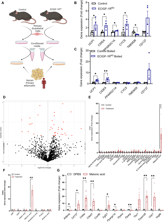 Fig. 3: Reduction in murine endothelial IGF-1R expression alters the endothelial secretome and reveals a role for malonate in modulating white adipose function.