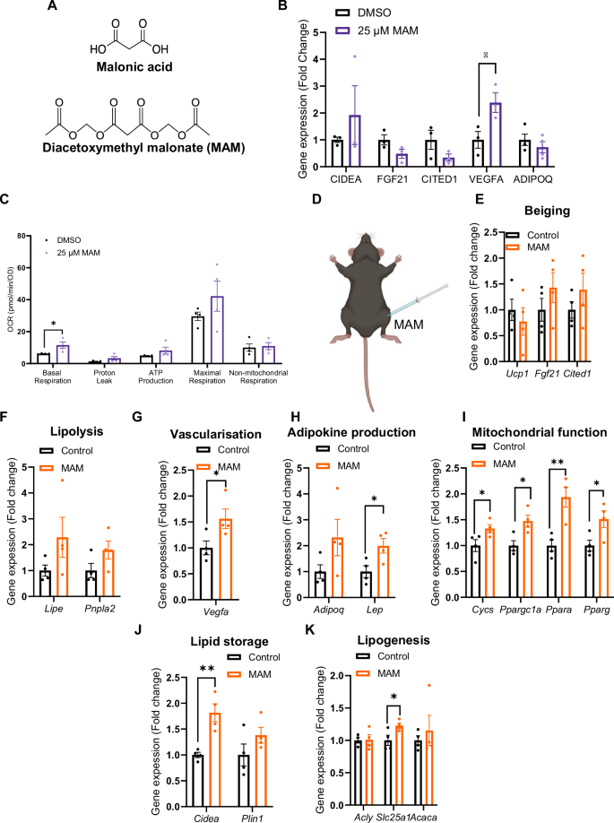 Fig. 4: Therapeutic potential of malonate on adipose tissue function.