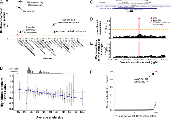 Fig. 3: A highly polymorphic coding CCA repeat in HRCT1 is associated with risk of hypertension.