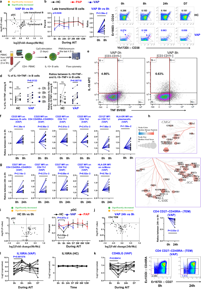 Fig. 4: Pulse of IL-10-producing B cells accompanied with decline of allergen-specific Th2 cells in VAP at 8 h following AIT launch.