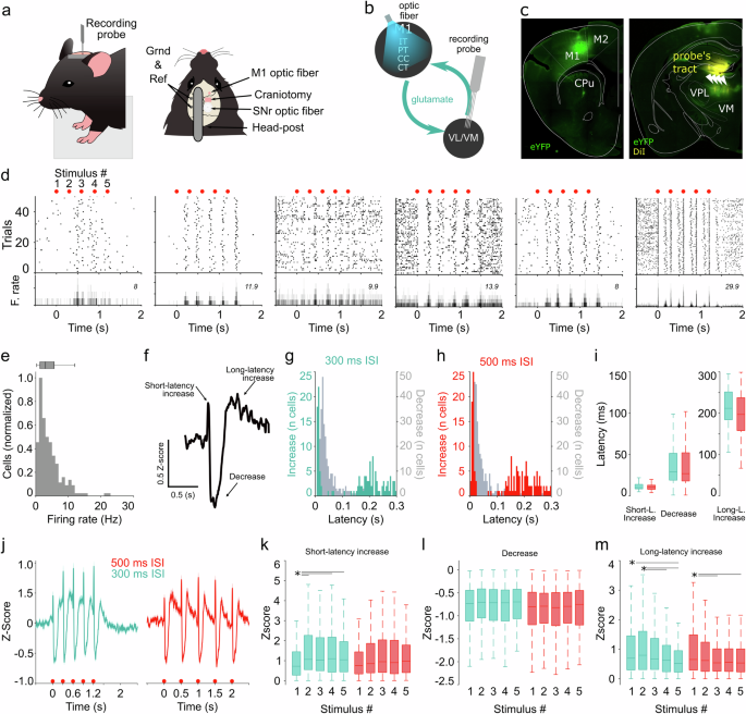 Fig. 1: Prototypical M1-evoked responses in VL/VM.