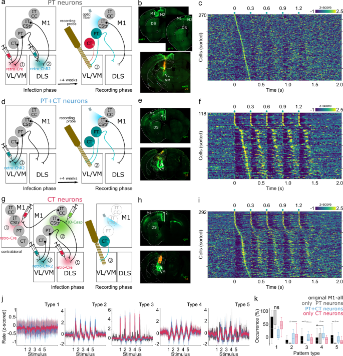 Fig. 3: PT and CT contribution to M1-evoked patterns.