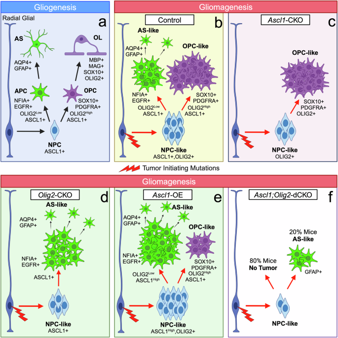 Fig. 10: Model of ASCL1 & OLIG2 Function in Gliogenesis and Gliomagenesis.