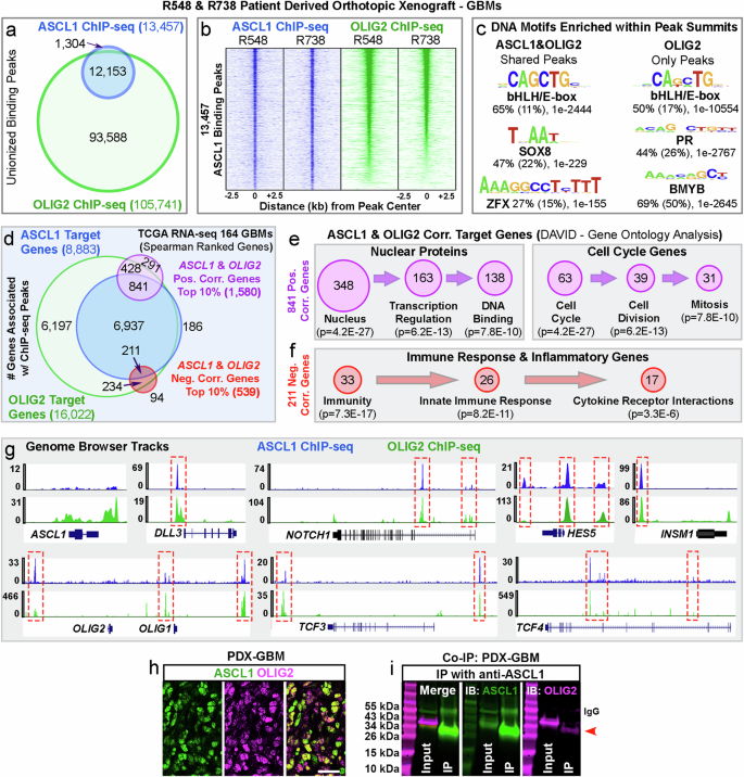 Fig. 1: ASCL1 and OLIG2 physically interact and overlap in binding in genome of PDOX-GBMs.