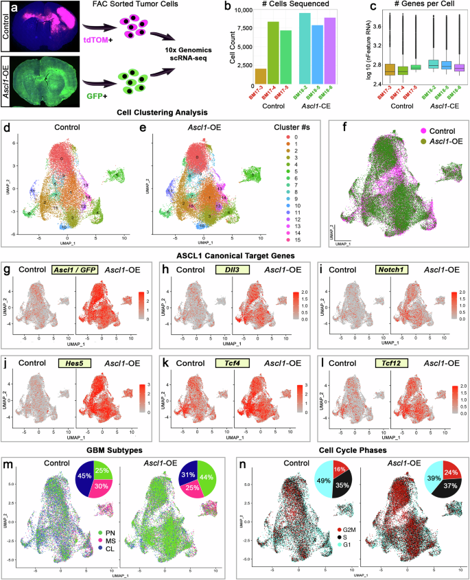 Fig. 6: Single-cell RNA-seq reveals high degrees of transcriptional diversity for control and Ascl1-OE tumor cells.