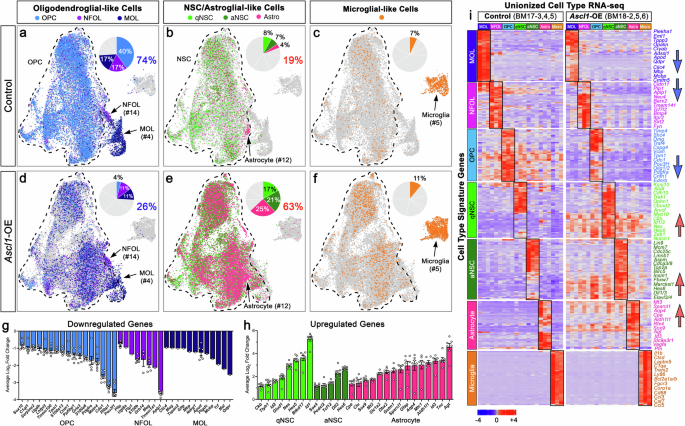 Fig. 7: Ascl1 overexpression promotes NSC/astroglial-like cells and suppresses OPC/oligodendroglial-like cells in mouse GBMs.