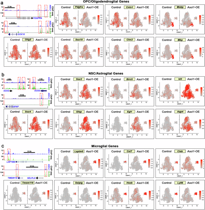 Fig. 8: ASCL1 and OLIG2 shared target cell type-specific genes are differentially expressed in control and Ascl1-OE tumors.