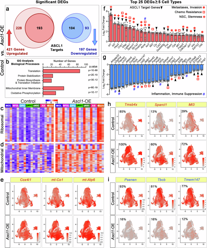 Fig. 9: Genes highly upregulated in Ascl1-OE tumors are important for NSC maintenance, cancer metastasis and invasion, and therapeutic resistance.