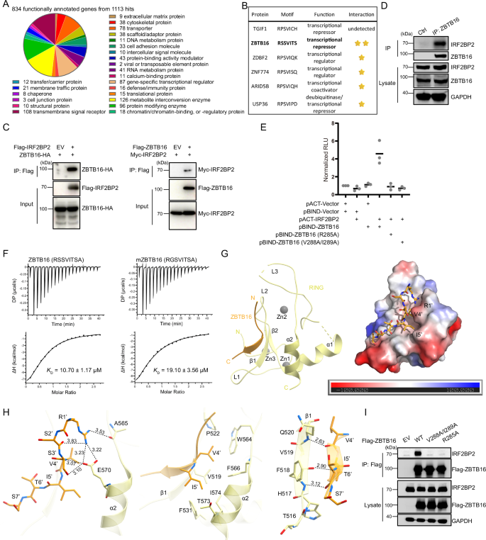 IRF2BP2 binds to a conserved RxSVI motif of protein partners and ...