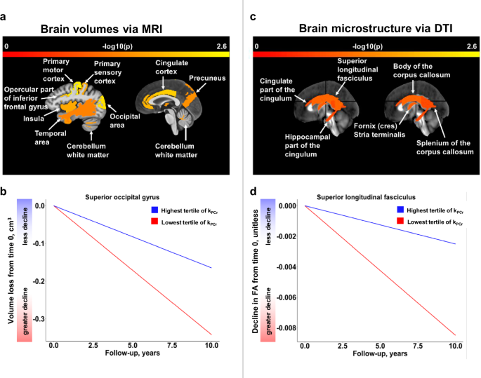 Fig. 4: Brain areas that showed significant longitudinal associations with skeletal muscle oxidative capacity (parts a and c) and estimated trajectories of top significant volumetric (n = 649) (part b) and microstructural (n = 639) (part d) measures at higher and lower levels of skeletal muscle oxidative capacity.