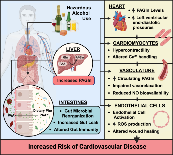 Alcohol-induced gut microbial reorganization and associated overproduction  of phenylacetylglutamine promotes cardiovascular disease | Nature  Communications