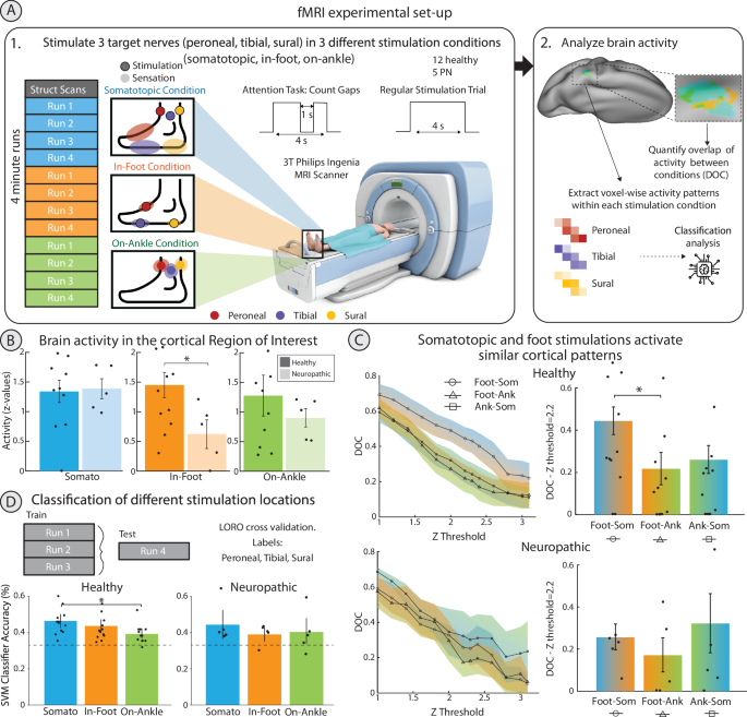 Fig. 6: Cortical patterns of somatotopic neurostimulation.
