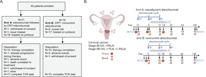 Fig. 1: Consort diagram and study schema.
