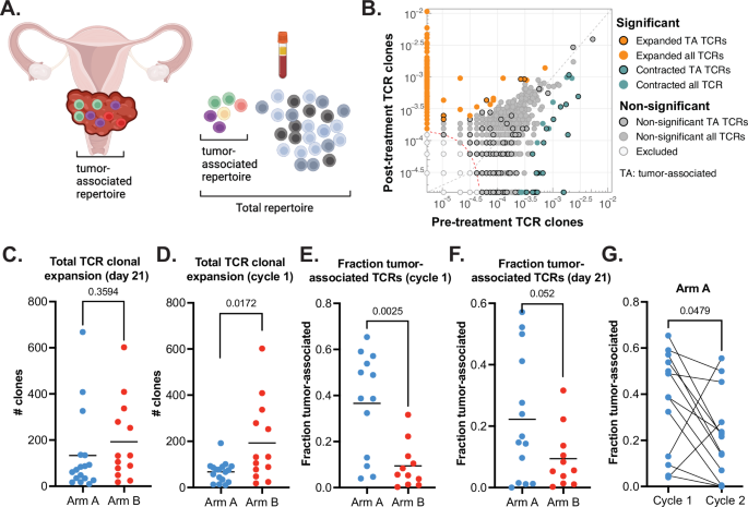 Fig. 3: Evolution of T cell repertoire parameters over the course of treatment.
