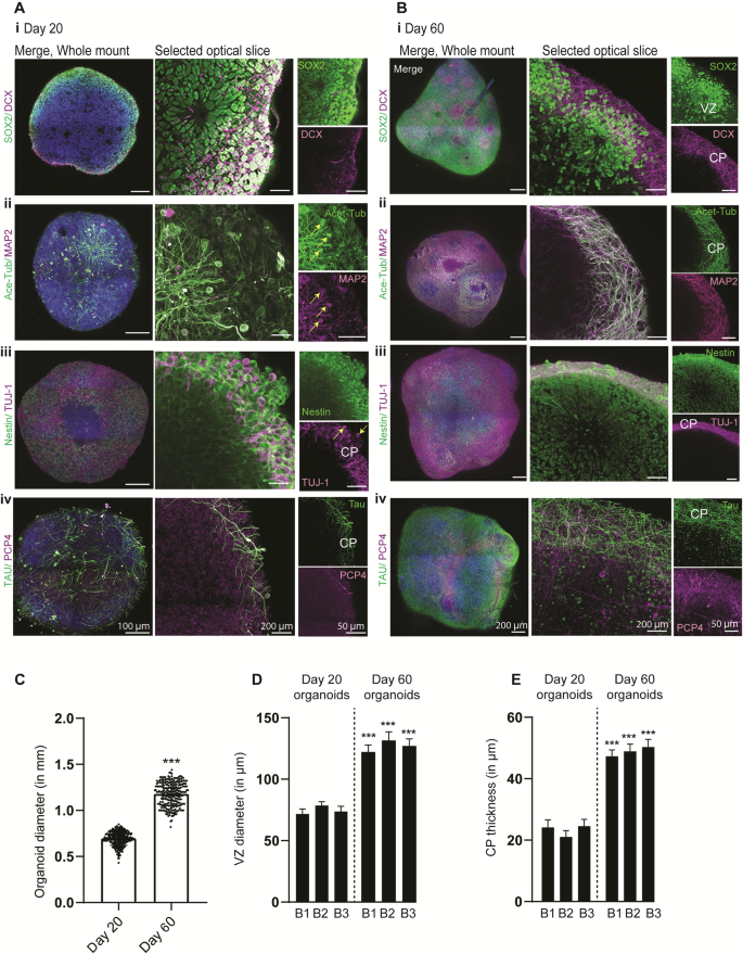 Fig. 3: Hi-Q brain organoids mature over time.