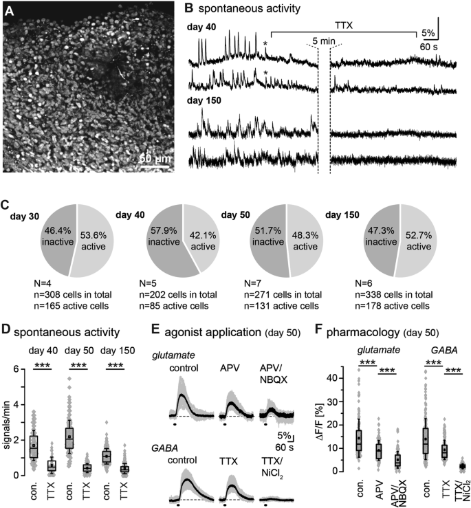 Fig. 4: Spontaneous and evoked activity in neural networks in Hi-Q brain organoids.